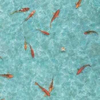 Suelo Vinílico Textil 3D Koi Japonés 2m x 9m