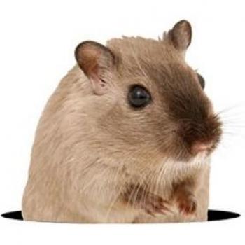 Pegatinas 3D de Animales Pequeños para Decoración