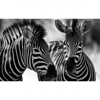 Cuadro de Zebras y Confidencias – 80x50 cm, Fabricado en Francia