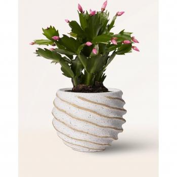 Cactus Navideño Schlumbergera 25‑30 cm