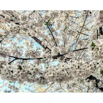 Prunus Chocolate Ice Cherry Tree 5-6ft in 7.5L Pot