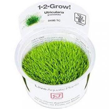 Tropica Utricularia Graminifolia Acuario Vivo Cultivo de Tejido In Vitro 1-2-Crecimiento