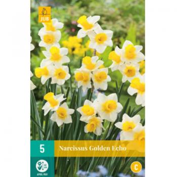 5 Narcisses Golden Echo